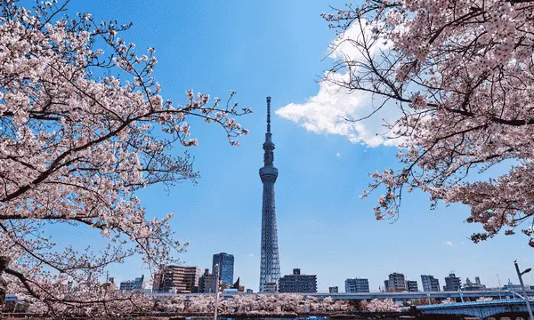 best things to do in Tokyo