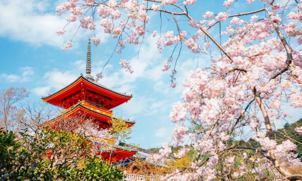 Japan Trip During Cherry Blossom Season