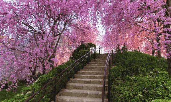 Japan Trip During Cherry Blossom Season